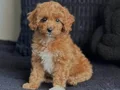 KAHVE TONLU MALTİPOO CİNSİ YAVRULAR 