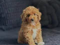 KAHVE TONLU MALTİPOO CİNSİ YAVRULAR 