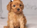 KAHVE TONLU MALTİPOO CİNSİ YAVRULAR 