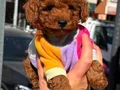 KIPKIRMIZI RED TOY POODLE YAVRUMUZ 