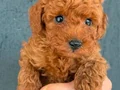 KIPKIRMIZI RED TOY POODLE YAVRUMUZ 