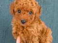 KIPKIRMIZI RED TOY POODLE YAVRUMUZ 