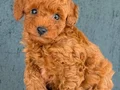 KIPKIRMIZI RED TOY POODLE YAVRUMUZ 