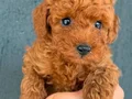 KIPKIRMIZI RED TOY POODLE YAVRUMUZ 