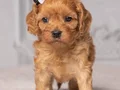 KAHVE TONLU MALTİPOO CİNSİ YAVRULAR 