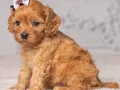 KAHVE TONLU MALTİPOO CİNSİ YAVRULAR 