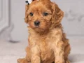 KAHVE TONLU MALTİPOO CİNSİ YAVRULAR 