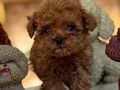 TOY POODLE SEVİMLİ YAVRULAR 