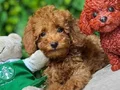 TOY POODLE SEVİMLİ YAVRULAR 