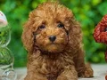TOY POODLE SEVİMLİ YAVRULAR 
