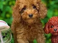 TOY POODLE SEVİMLİ YAVRULAR 