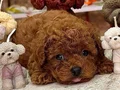 TOY POODLE SEVİMLİ YAVRULAR 