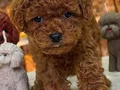 TOY POODLE SEVİMLİ YAVRULAR 
