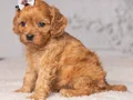 MALTİPOO CİNSİ EV ÜRETİMİ YAVRULAR 