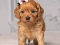 MALTİPOO CİNSİ EV ÜRETİMİ YAVRULAR 