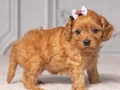 MALTİPOO CİNSİ EV ÜRETİMİ YAVRULAR 