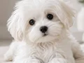 MALTESE TERRİER CİNSİ YAVRULAR 