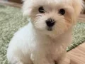 MALTESE TERRİER CİNSİ YAVRULAR 