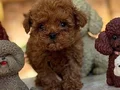 TOY POODLE SEVİMLİ YAVRULAR 