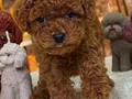 TOY POODLE SEVİMLİ YAVRULAR 