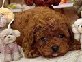 TOY POODLE SEVİMLİ YAVRULAR 