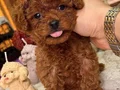 TOY POODLE SEVİMLİ YAVRULAR 