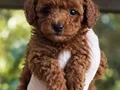 TOY POODLE SEVİMLİ YAVRULAR 
