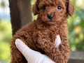 TOY POODLE SEVİMLİ YAVRULAR 