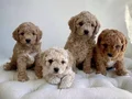 KAHVE TONLU MALTİPOO CİNSİ YAVRULAR 