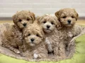 KAHVE TONLU MALTİPOO CİNSİ YAVRULAR 