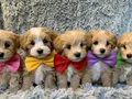 KAHVE TONLU MALTİPOO CİNSİ YAVRULAR 