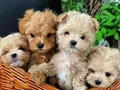 MALTİPOO CİNSİ YAVRULAR 