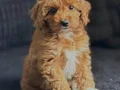 MALTİPOO CİNSİ YAVRULAR 