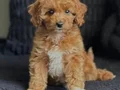 MALTİPOO CİNSİ YAVRULAR 