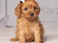 MALTİPOO CİNSİ YAVRULAR 