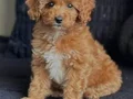 MALTİPOO CİNSİ YAVRULAR 
