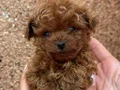 TOY POODLE SEVİMLİ YAVRULAR 
