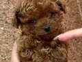 TOY POODLE SEVİMLİ YAVRULAR 