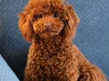RED TOY POODLE SEVİMLİ YAVRULAR 