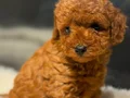 RED TOY POODLE SEVİMLİ YAVRULAR 