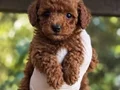 RED TOY POODLE SEVİMLİ YAVRULAR 