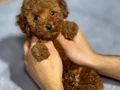 RED TOY POODLE SEVİMLİ YAVRULAR 