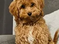 KAHVE TONLU MALTİPOO CİNSİ YAVRULAR 