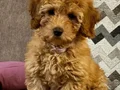 KAHVE TONLU MALTİPOO CİNSİ YAVRULAR 