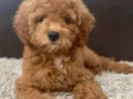KAHVE TONLU MALTİPOO CİNSİ YAVRULAR 