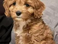 KAHVE TONLU MALTİPOO CİNSİ YAVRULAR 
