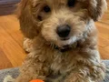 KAHVE TONLU MALTİPOO CİNSİ YAVRULAR 