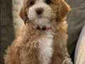 KAHVE TONLU MALTİPOO CİNSİ YAVRULAR 