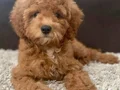KAHVE TONLU MALTİPOO CİNSİ YAVRULAR 