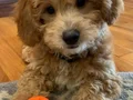 KAHVE TONLU MALTİPOO CİNSİ YAVRULAR 